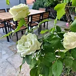 Premium Alba Rosa Split
