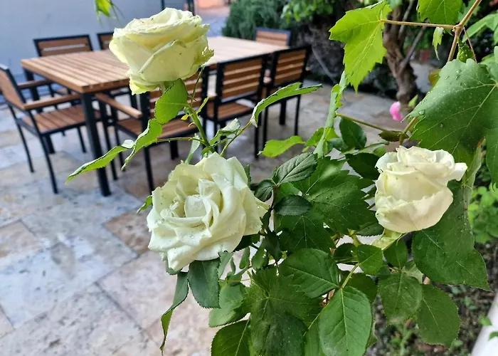 Premium Alba Rosa Split