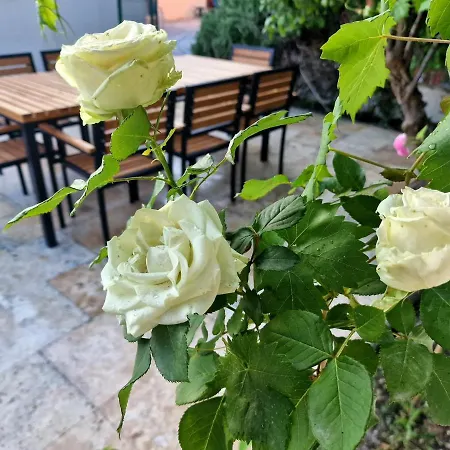 Premium Alba Rosa Split